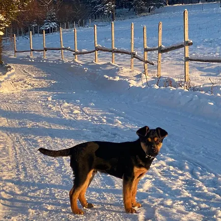 Domki Pod Lasem - Domek Brzozowy Stronie Śląskie Esterno foto